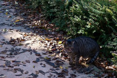 Şirin, kedi, kedi, kedi, kedi, kedi, çimen, evcil hayvan, bahçe, gözler, güzel, evcil, açık hava, meraklı, açık hava, tapılası, genç, dik dik bakan, yeşil, kürk, tüylü, 