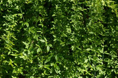 Yaprak, yeşil, doğa, doku, ağaç, yeşillik, bitki, arkaplan, bahçe, orman, doğal, yakın plan, yapraklar, soyut, tropik, flora, dal, renk, desen, açık hava, tasarım, yemyeşil, 