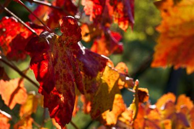 Yaprak, yeşil, doğa, doku, ağaç, yeşillik, bitki, arkaplan, bahçe, orman, doğal, yakın plan, yapraklar, soyut, tropik, flora, dal, renk, desen, açık hava, tasarım, yemyeşil, 