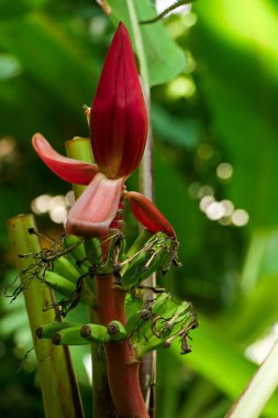bahçe, yeşil, çiçek, flora, detay, izole, doğal, tropik, yaz, bitki, desen, tasarım,