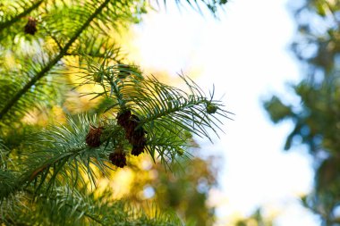 Yaprak, yeşil, doğa, doku, ağaç, yeşillik, bitki, arkaplan, bahçe, orman, doğal, yakın plan, yapraklar, soyut, tropik, flora, dal, renk, desen, açık hava, tasarım, yemyeşil, 