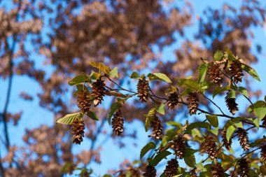 Yaprak, yeşil, doğa, doku, ağaç, yeşillik, bitki, arkaplan, bahçe, orman, doğal, yakın plan, yapraklar, soyut, tropik, flora, dal, renk, desen, açık hava, tasarım, yemyeşil, 