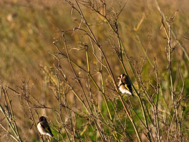 Doğa, komik, güzel kuş, küçük, tatlı, küçük kuş, sevimli kuş, küçük kuş, minik kuş, sevimli, güzel, kuş, kuş fotoğrafçılığı, kuş resimleri, kuş resimleri, kuş resimleri, harika 