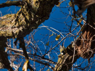 Doğa, komik, güzel kuş, küçük, tatlı, küçük kuş, sevimli kuş, küçük kuş, minik kuş, sevimli, güzel, kuş, kuş fotoğrafçılığı, kuş resimleri, kuş resimleri, kuş resimleri, harika 