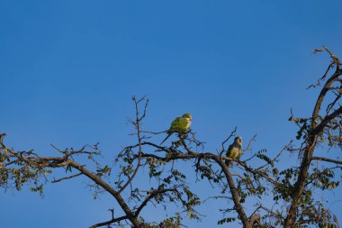 Ağaç gökyüzünde papağanlar. Egzotik sabah yeşili küçük hayvanlar.