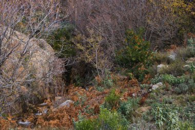 Dağlar doğa manzarası ağaçlar kayalar Navacerrada Madde Taşları sonbahar doğa