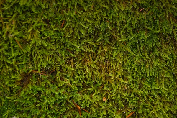 moss plant nature lichen herb flora outdoors closeup natural leaf
