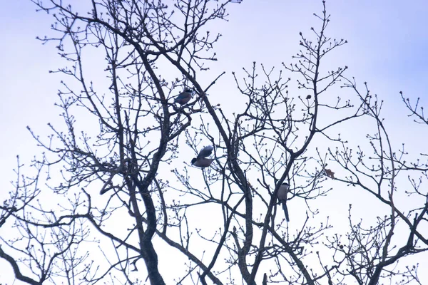 Kuş hayvan vahşi doğa gökyüzü bulutlu kanatlar açık hava manzarası