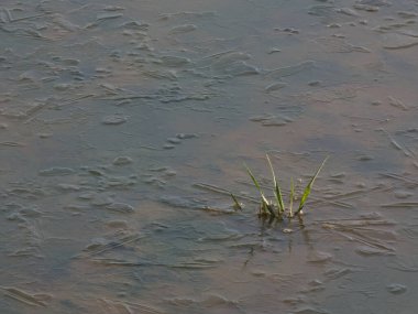 Güneşin doğuşu buzlu su birikintisi. Donmuş su. Sabah arka plan.