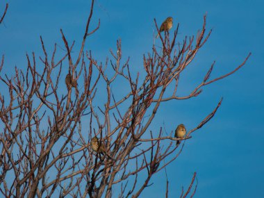 Emberiza löcocephalos Beyaz başlı Bunting kuşları vahşi doğa, sonbahar, Madrid, gündoğumu.