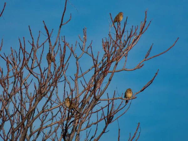 Emberiza löcocephalos Beyaz başlı Bunting kuşları vahşi doğa, sonbahar, Madrid, gündoğumu.