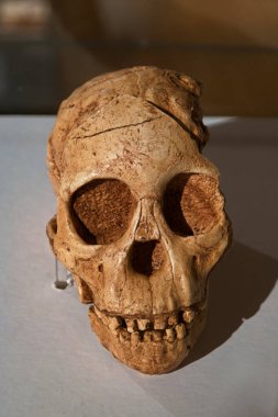 iskelet fosil paleontoloji antik hayvan doğası doğa doğa doğa doğa doğa bilimleri kemikleri