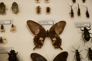 Kelebek böcek hayvan güzel egzotik kanat desenleri ışık saçar küçük güzel