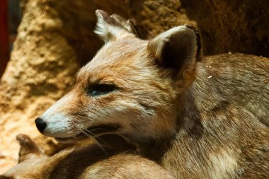 ...Hayvan, vahşi hayvan, hayvan, hayvan, yırtıcı hayvan. Güzel gözler.