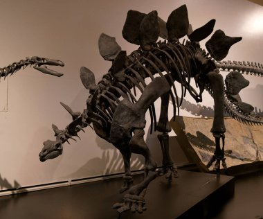 iskelet fosil paleontoloji antik hayvan doğası doğa doğa doğa doğa doğa bilimleri kemikleri