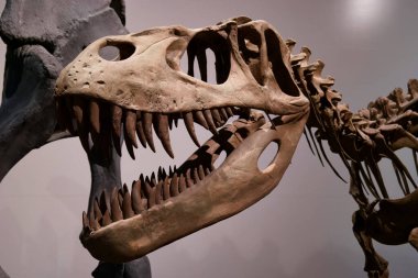 iskelet fosil paleontoloji antik hayvan doğası doğa doğa doğa doğa doğa bilimleri kemikleri
