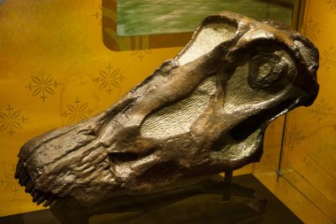 iskelet fosil paleontoloji antik hayvan doğası doğa doğa doğa doğa doğa bilimleri kemikleri