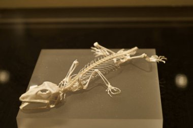 kurukafa, iskelet, fosil, paleontoloji, antik, hayvan, doğa, doğa, kemik, doğal, bilim,