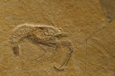 fosil paleontoloji eski taş jeolojisi hayvan fosil taşı bilimi