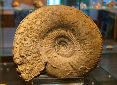 kabuk salyangoz antik hayvan fosili güzel sefalopod paleontoloji desenleri