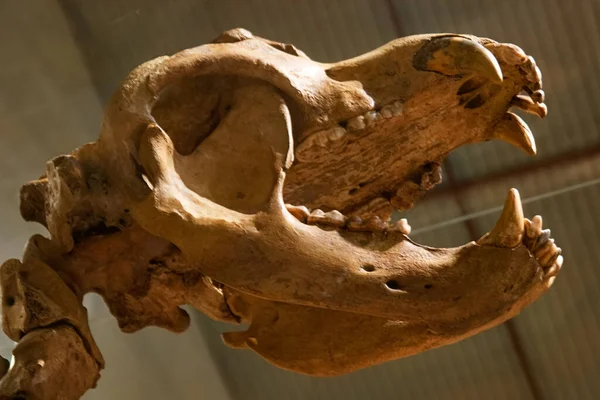 iskelet fosil paleontoloji antik hayvan doğası doğa doğa doğa doğa doğa bilimleri kemikleri