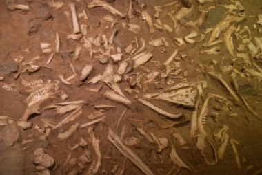 Eski kafatası kemikleri arkeoloji kazıları anatomi eski paleontoloji yapısı antik göz yuvaları çene çukurları