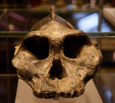 Eski kafatası kemikleri arkeoloji kazıları anatomi eski paleontoloji yapısı antik göz yuvaları çene çukurları