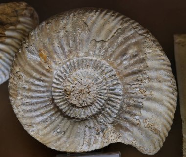 Dünya 'nın eski fosil doğal tarihi antik desenler paleontoloji bilimi fosillerin yaşlılığından beri güzeldir.