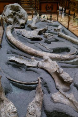 Dünya 'nın eski fosil doğal tarihi antik desenler paleontoloji bilimi fosillerin yaşlılığından beri güzeldir.
