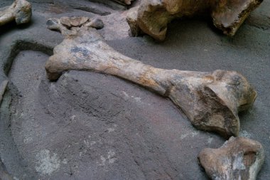 Dünya 'nın eski fosil doğal tarihi antik desenler paleontoloji bilimi fosillerin yaşlılığından beri güzeldir.