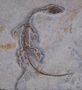 Dünya 'nın eski fosil doğal tarihi antik desenler paleontoloji bilimi fosillerin yaşlılığından beri güzeldir.