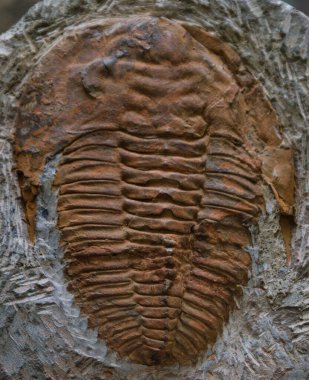 Dünya 'nın eski fosil doğal tarihi antik desenler paleontoloji bilimi fosillerin yaşlılığından beri güzeldir.