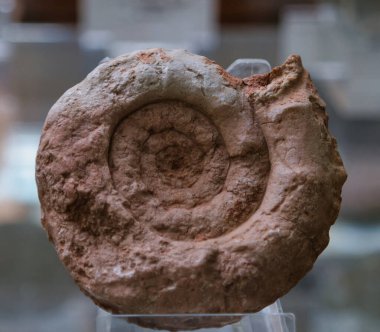 Dünya 'nın eski fosil doğal tarihi antik desenler paleontoloji bilimi fosillerin yaşlılığından beri güzeldir.