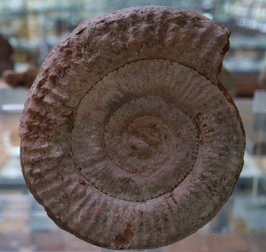 Dünya 'nın eski fosil doğal tarihi antik desenler paleontoloji bilimi fosillerin yaşlılığından beri güzeldir.