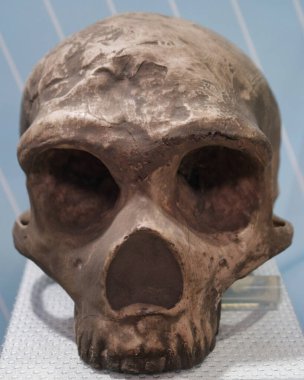 Dünya 'nın eski fosil doğal tarihi antik desenler paleontoloji bilimi fosillerin yaşlılığından beri güzeldir.