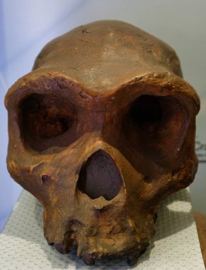 Dünya 'nın eski fosil doğal tarihi antik desenler paleontoloji bilimi fosillerin yaşlılığından beri güzeldir.
