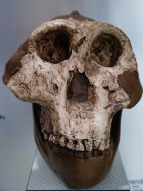 Dünya 'nın eski fosil doğal tarihi antik desenler paleontoloji bilimi fosillerin yaşlılığından beri güzeldir.