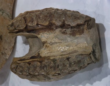 Dünya 'nın eski fosil doğal tarihi antik desenler paleontoloji bilimi fosillerin yaşlılığından beri güzeldir.