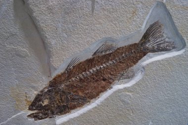 Dünya 'nın eski fosil doğal tarihi antik desenler paleontoloji bilimi fosillerin yaşlılığından beri güzeldir.