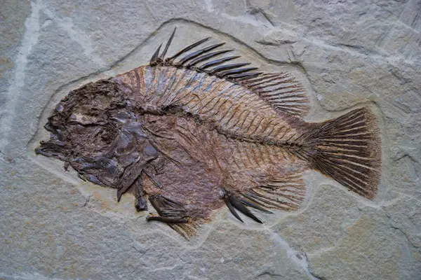 Dünya 'nın eski fosil doğal tarihi antik desenler paleontoloji bilimi fosillerin yaşlılığından beri güzeldir.