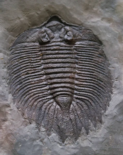 old fossil natural history of the earth ancient patterns paleontology science beautiful from the old age of fossils
