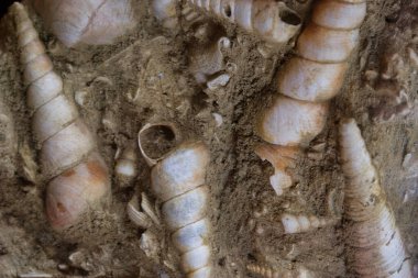 Dünya 'nın eski fosil doğal tarihi antik desenler paleontoloji bilimi fosillerin yaşlılığından beri güzeldir.
