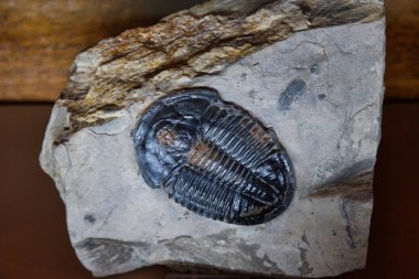Dünya 'nın eski fosil doğal tarihi antik desenler paleontoloji bilimi fosillerin yaşlılığından beri güzeldir.