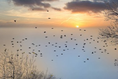 Açık havada sığırcık Sturnus Vulgaris gökyüzüne karşı uçuyor. Güneş doğayı vahşi yaşam faunası İspanya 'ya çeviriyor.