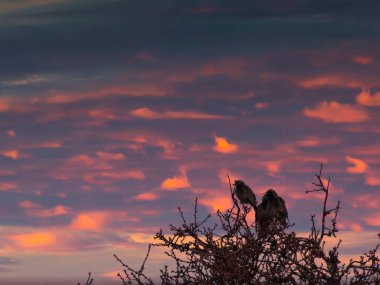 Starling Sturnus vulgaris kuş rengi küçük dallar kışın gaga kanatları fauna