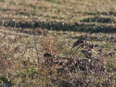 Saka kuşu Carduelis carduelis kuş rengi küçük dallar kışın gaga kanatları fauna