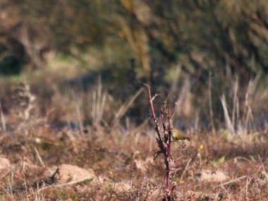Kuş tüyleri. Hayvan renkleri. Küçük dallar.