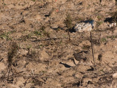 Kuş tüyleri. Hayvan renkleri. Küçük dallar.