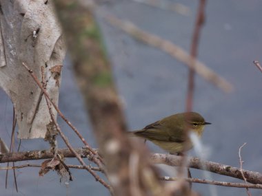 Vahşi kuş Phylloscopus collybita doğa İspanya su arka planında bulanık arka planda