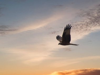 Kırmızı uçurtma Milvus Milvus vahşi kuş İspanya 'nın günbatımında gökyüzüne doğru uçuyor.